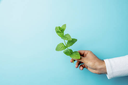 Studio shot of hand of person holding fresh peppermint - DAWF01395