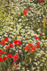Blumenwiese mit Mohnblumen - FVSF00097