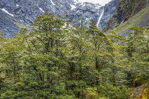 Neuseeland, Südland, Grünbuchen im Fiordland-Nationalpark - RUEF02770