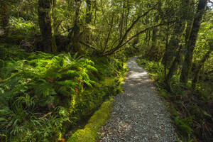 Neuseeland, Südland, Te Anau, Leerer Waldwanderweg im Fiordland-Nationalpark - RUEF02786