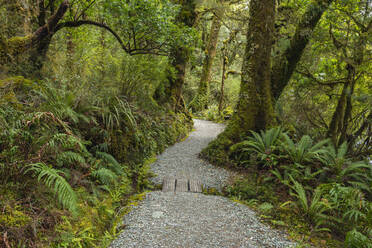 New Zealand, Southland, Te Anau, Empty forest footpath in Fiordland National Park - RUEF02792