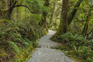 Neuseeland, Südland, Te Anau, Leerer Waldwanderweg im Fiordland-Nationalpark - RUEF02792