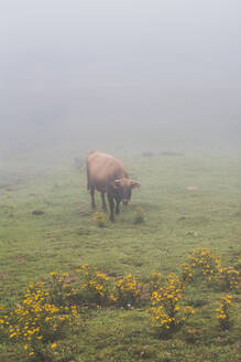 Spanien, Kantabrien, Einsame Kuh beim Grasen im Nebel - FVSF00108
