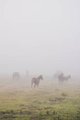 Spanien, Kantabrien, Pferde grasen im Nebel - FVSF00115