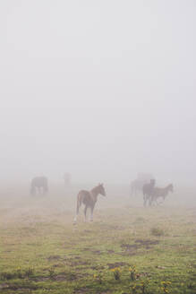 Spanien, Kantabrien, Pferde grasen im Nebel - FVSF00115