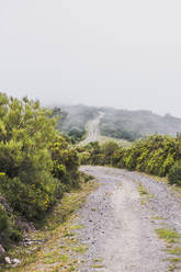 Spain, Cantabria, Countryside dirt road during foggy weather - FVSF00120
