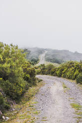 Spanien, Kantabrien, Landstraße bei nebligem Wetter - FVSF00120