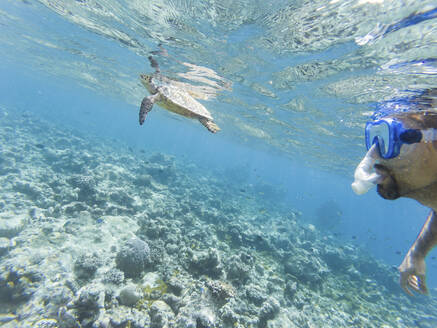 Schnorchler beobachtet Schildkröte im Meer - WPEF02808