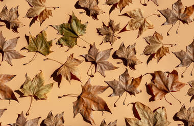 Studio shot of dry maple leaves lying against brown background - GEMF03550