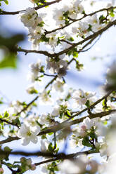 Germany, Branches of blossoming apple tree - NDF01040