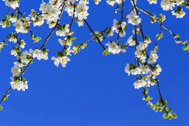 Deutschland, Zweige eines blühenden Apfelbaums gegen einen klaren blauen Himmel - NDF01042