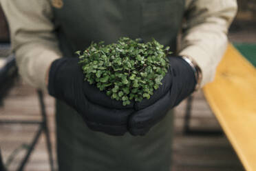 Close-up of man holding microgreen plant - VPIF02271