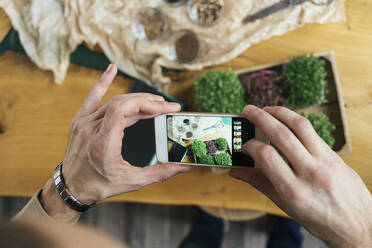 Close-up of man taking smartphone picture of microgreens on table - VPIF02278