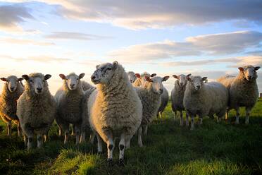 Schafe auf grasbewachsenem Feld gegen den Himmel - EYF03740