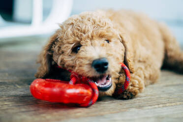 Nahaufnahme von Hund mit rotem Spielzeug zu Hause - EYF03741