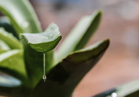 Von Aloe Vera tropfendes Gel - EYF03742