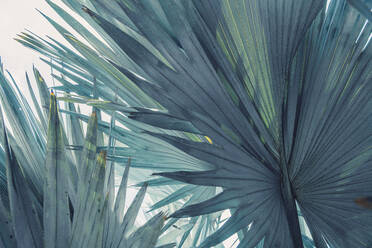 Close-Up Of Palm Leaf - EYF03789