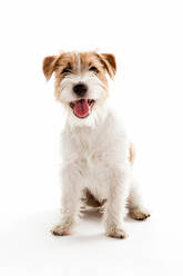 Porträt eines sitzenden Hundes auf weißem Hintergrund - EYF03808