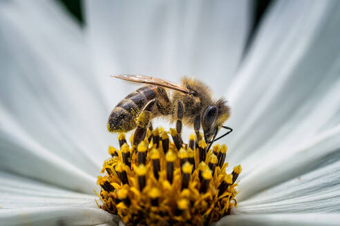 Nahaufnahme einer Honigbiene, die eine Blume bestäubt - EYF03861