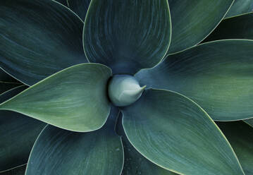 Close-Up Of Flower Against Blurred Background - EYF03880