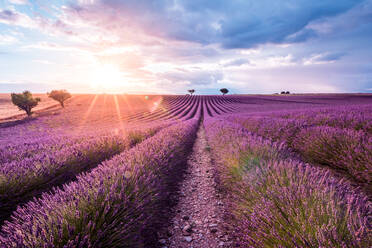 Scenic Blick auf Lavendelfeld gegen Himmel bei Sonnenaufgang - EYF03908