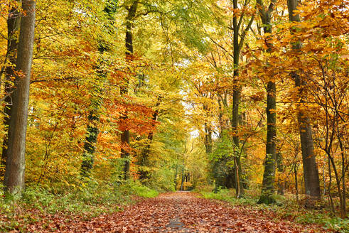 Fußweg inmitten von Bäumen im Wald im Herbst - EYF03930