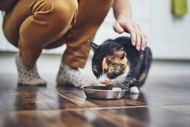 Niedriger Ausschnitt einer Frau, die eine Katze zu Hause füttert - EYF03953