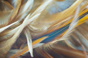 Close-Up Of Feather - EYF03986