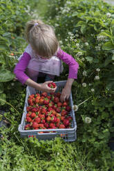 Kleines Mädchen pflückt Erdbeeren auf einem Feld - PSIF00373