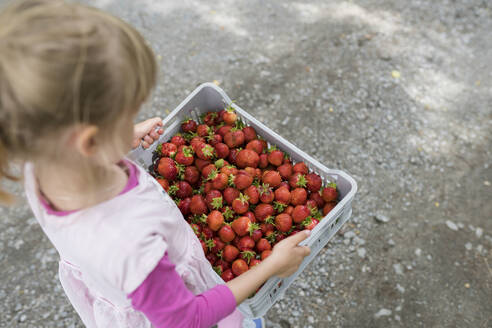 Kleines Mädchen trägt Plastikkiste voller Erdbeeren - PSIF00374
