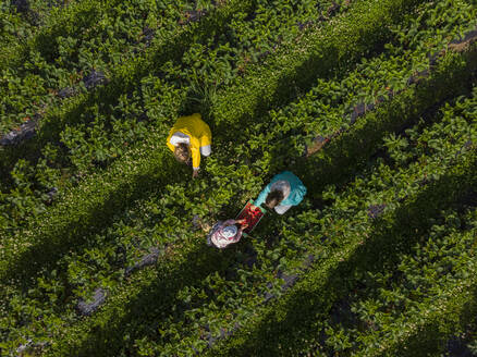 Erdbeeren pflücken auf einem Feld - PSIF00383