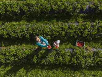 Mutter und kleine Tochter pflücken Erdbeeren auf einem Feld - PSIF00384