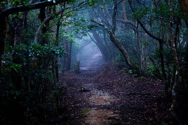 Trail Amidst Trees In Forest - EYF04035