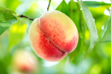 Nahaufnahme einer am Baum wachsenden Frucht - EYF04054