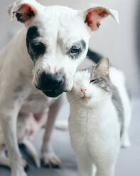 Nahaufnahme Porträt von Hund und Katze zu Hause - EYF04062