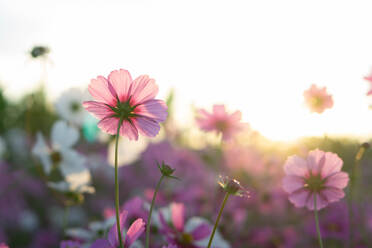 Nahaufnahme von rosa Kosmos Blumen gegen Himmel - EYF04109