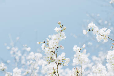 Low Angle View Of White Flowers Growing Against Blue Sky - EYF04127