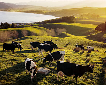 Kühe auf dem Bauernhof gegen den Himmel - EYF04129