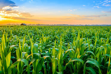 Pflanzen wachsen auf dem Feld gegen den Himmel bei Sonnenuntergang - EYF04175