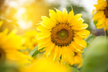 Nahaufnahme einer gelben Sonnenblume - EYF04195