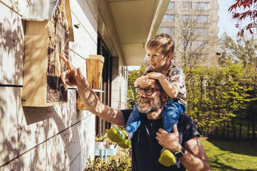 Father and son inspecting their insect hotel with bees - MFF05566