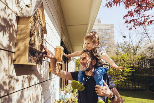 Father and son inspecting their insect hotel with bees - MFF05567