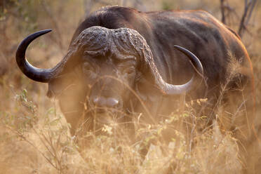 Südafrika, Mpumalanga, Porträt eines Kap-Büffels (Syncerus caffer) im Sabi Sand Game Reserve - DSGF01909