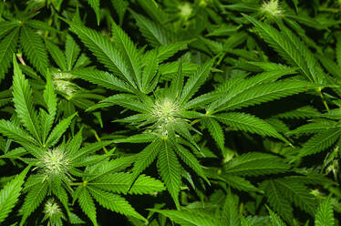 Vollbildaufnahme einer Cannabispflanze, die im Freien wächst - EYF04215