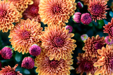 High Angle View Of Pink Dahlia Blumen - EYF04245