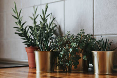 Close-Up Of Potted Plants On Table At Home - EYF04252