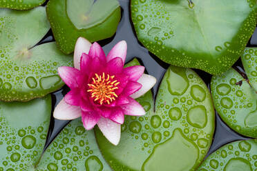 High Angle View Of Lotus Water Lily - EYF04269