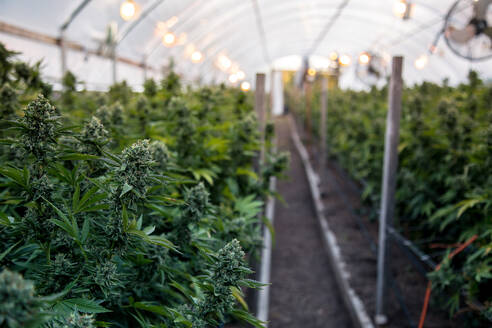 Cannabispflanzen im Gewächshaus wachsend - EYF04296