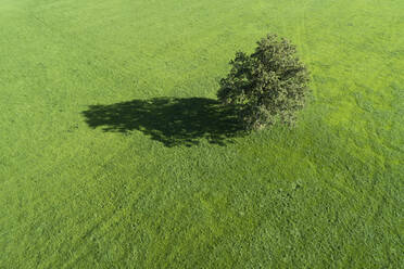 Deutschland, Bayern, Wolfratshausen, Drone view of lone oak tree growing in green meadow - RUEF02796