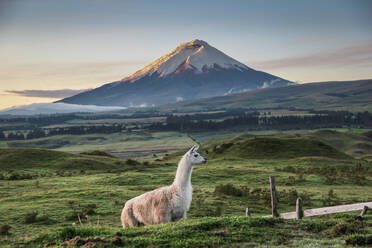 Lama stehend auf Feld gegen Berge während Sonnenuntergang - EYF04337